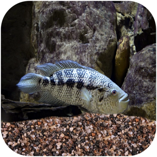 Eco Plant Tropical River 1kg - żwirek rzeczny ciemny 2-8mm