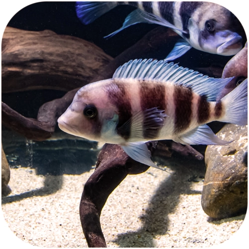 Eco Plant Pure River Large 1kg - żwir jasny 4-10mm