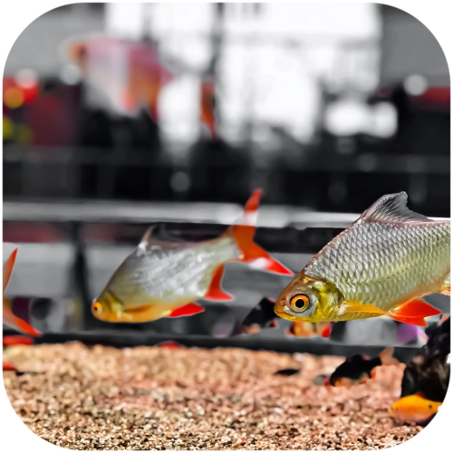 Eco Plant Natural River 1kg - żwir rzeczny 1-3mm