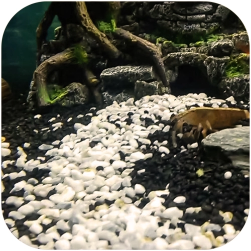 Eco Plant Black River 1kg - żwirek czarny 2-5mm