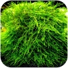 Eco Plant - Spiky Moss - InVitro mały kubek