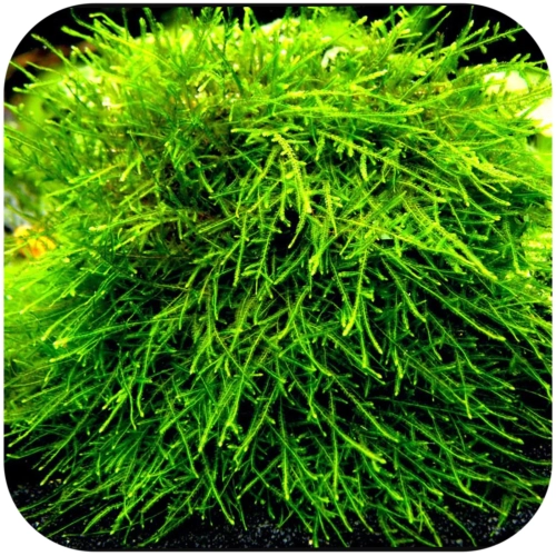 Eco Plant - Spiky Moss - InVitro mały kubek