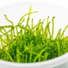 Eco Plant - Weeping Moss - InVitro mały kubek