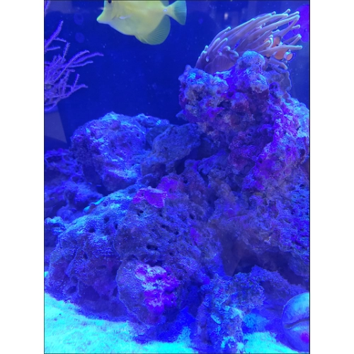 Żywa skała Fiji z aktywnego zbiornika