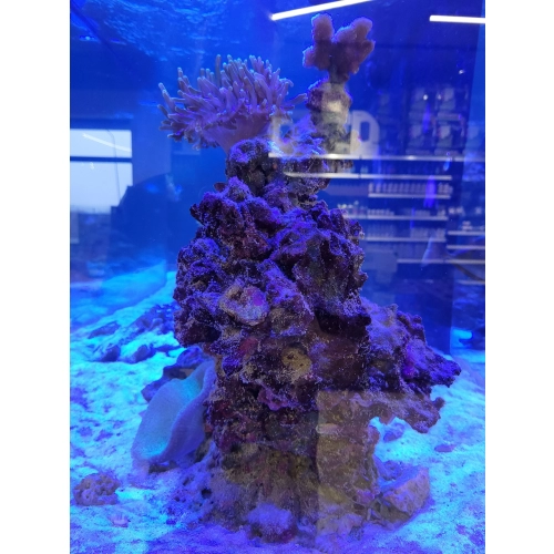 Żywa skała Fiji z aktywnego zbiornika