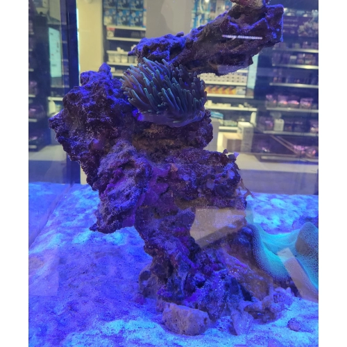 Żywa skała Fiji z aktywnego zbiornika