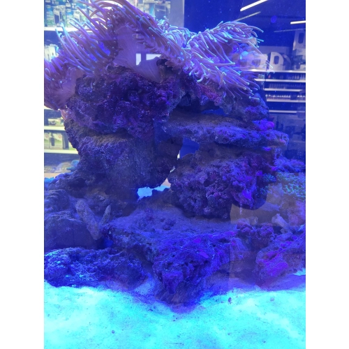 Żywa skała Fiji z aktywnego zbiornika