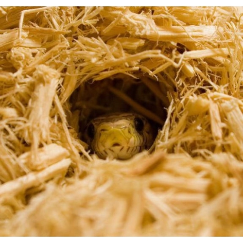 Komodo Aspen Bed 12l - podłoże włókna topoli