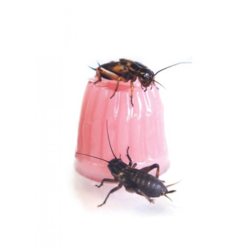 Komodo Jelly Pot Mixed Flavours - miks pokarmów w żelu 30szt.