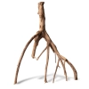 Rhizophora mangle "the Red Mangrove" - korzeń S