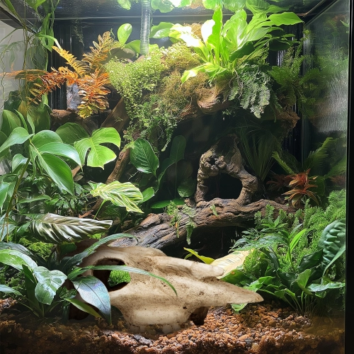 Terrario Buffalo Skull - czaszka bizona do terrarium 21x12x8 cm