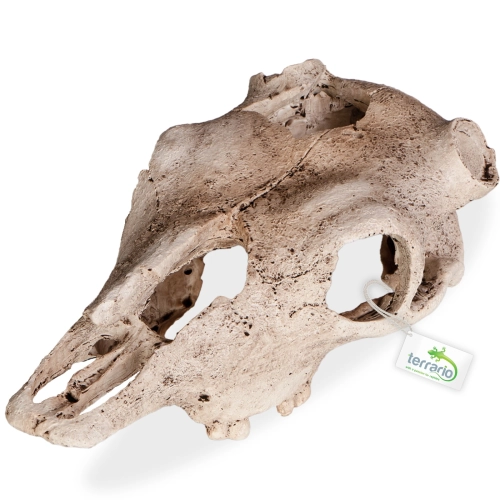 Terrario Buffalo Skull - czaszka bizona do terrarium 21x12x8 cm