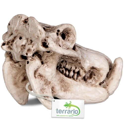 Terrario Hippo Skull - czaszka hipopotama do terrarium 5x3x3 cm