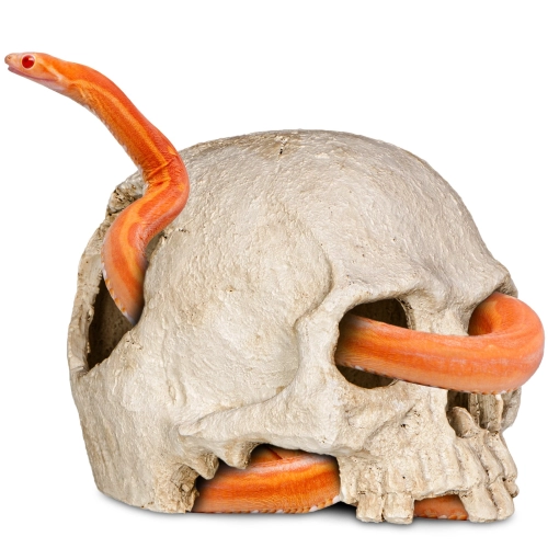 Terrario Human Skull - czaszka ludzka do terrarium 14x11x11 cm