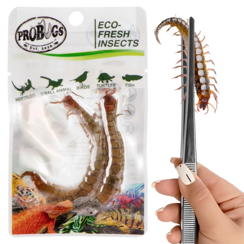 ProBugs Eco-Fresh Scolopendra Centipede 15 x 2pcs - świeże skolopendry 15 saszetek