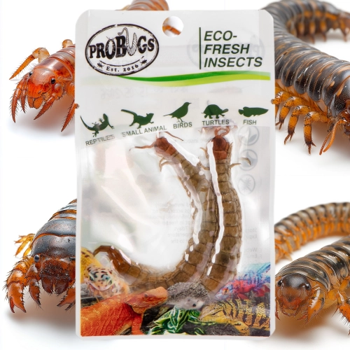 ProBugs Eco-Fresh Scolopendra Centipede 15 x 2pcs - świeże skolopendry 15 saszetek