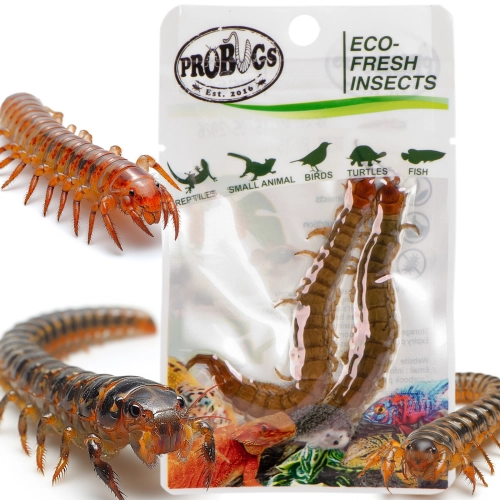 ProBugs Eco-Fresh Scolopendra Centipede 15 x 2pcs - świeże skolopendry 15 saszetek