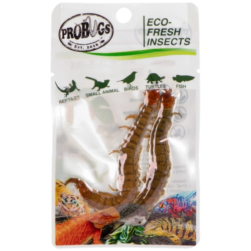 ProBugs Eco-Fresh Scolopendra Centipede 15 x 2pcs - świeże skolopendry 15 saszetek