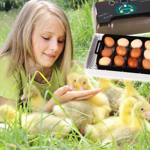 Kruger Meier ProNestix - inkubator z termostatem i LED na 12 jaj